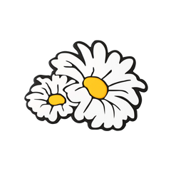 Budz | Daisies